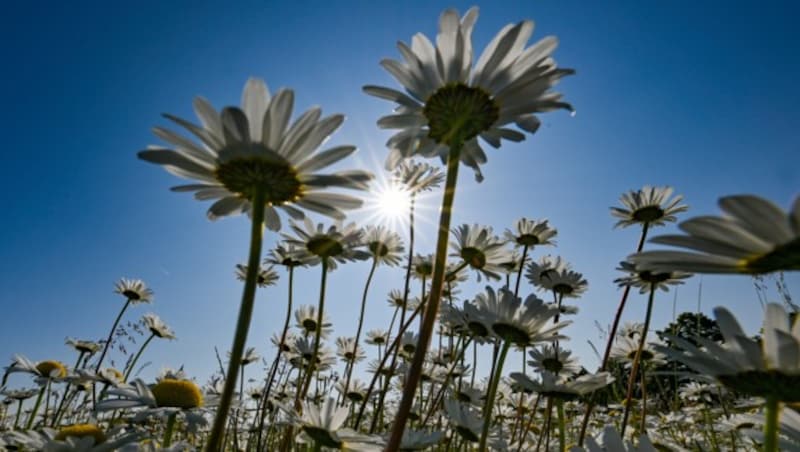 Der Sommer kämpft sich zurück, wenn auch langsam, aber von Tag zu Tag ein Stück mehr. (Bild: APA/dpa/Patrick Pleul)