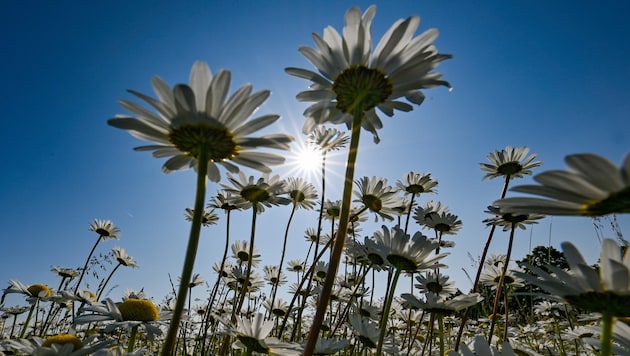 (Bild: APA/dpa/Patrick Pleul)