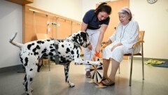 „Beetle“ bei der Therapie mit dem Glücksrad.