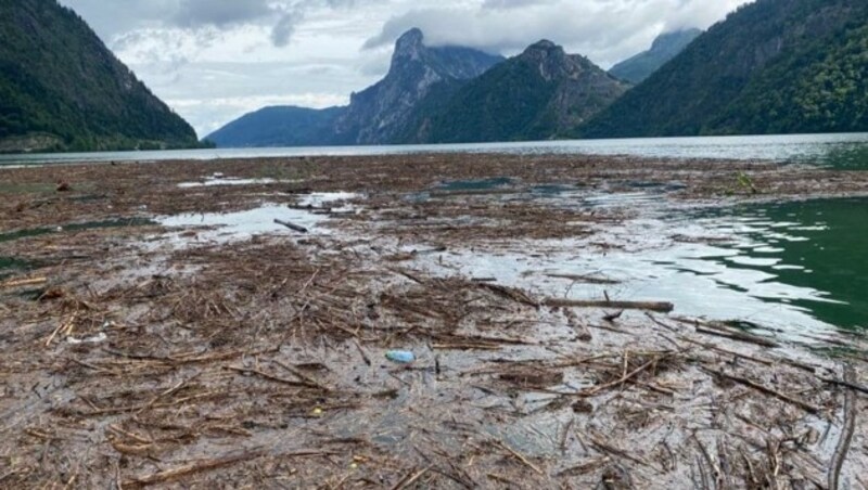 Nach starken Regenfällen der vergangenen Tage wird das Bild am Traunsee wieder einmal von Unmengen an Schwemmholz getrübt. (Bild: zVg)