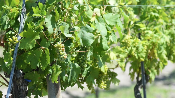 Nährstoffreiche Böden und das milde pannonischen Klima prägen den Weinbau im Burgenland
