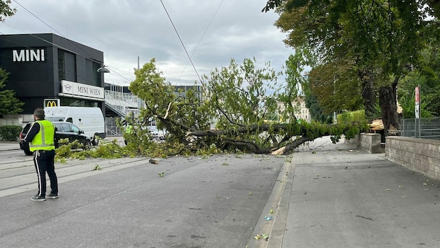 Ein großer Baum ist auf die Heiligenstädter Straße gestürzt. (Bild: „Krone“-Leserreporter)