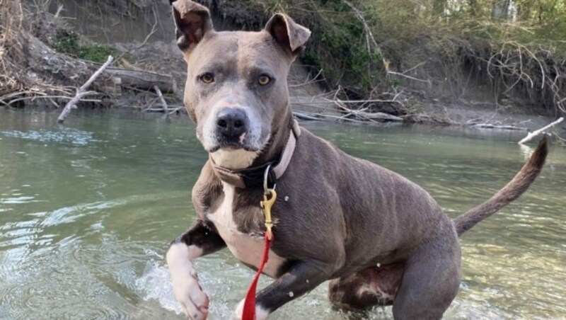 American Staffordshire Terrier Mira (Bild: Tierschutzheim Vorarlberg )