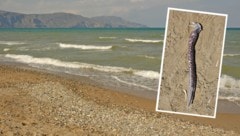 Das tote Tier wurde an einen Strand der Insel Kreta gespült. Es wird auch als „Schrecken der Meere“ bezeichnet. (Bild: Fotolyse - stock.adobe.com / „Krone“-Leserreporter / Krone Kreativ)