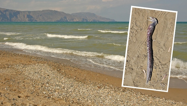 Das tote Tier wurde an einen Strand der Insel Kreta gespült. Es wird auch als „Schrecken der Meere“ bezeichnet. (Bild: Fotolyse - stock.adobe.com / „Krone“-Leserreporter / Krone Kreativ)