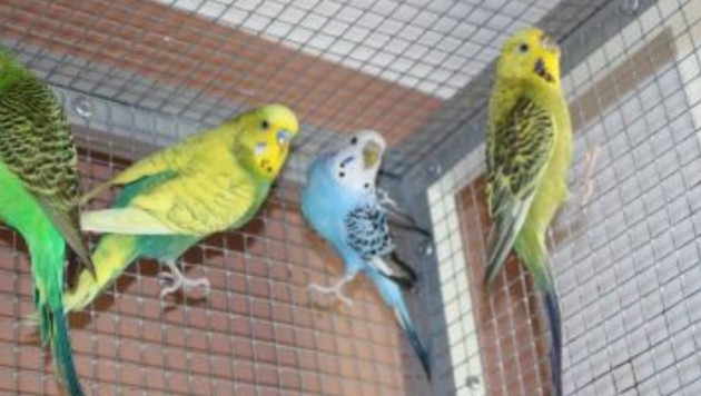 Zu wem dürfen die Vögel nach Hause flattern? (Bild: TSV Tirol)