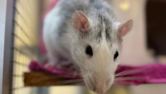 „Alvin“ sucht einen neuen Käfig. (Bild: TSV Tirol)