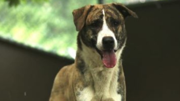 „Ajax“ sehnt sich nach einem neuen Herrchen. (Bild: TSV Tirol)