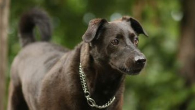 Wer möchte ihn adoptieren? (Bild: TSV Tirol)