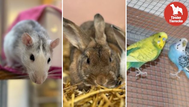 Unterschiedliche Tierchen suchen ein neues Zuhause. (Bild: TSV Tirol)