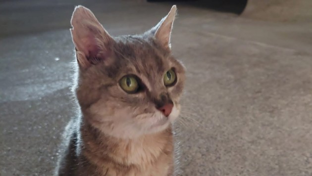 Diese Katze möchte bitte abgeholt werden. (Bild: TSV Tirol)