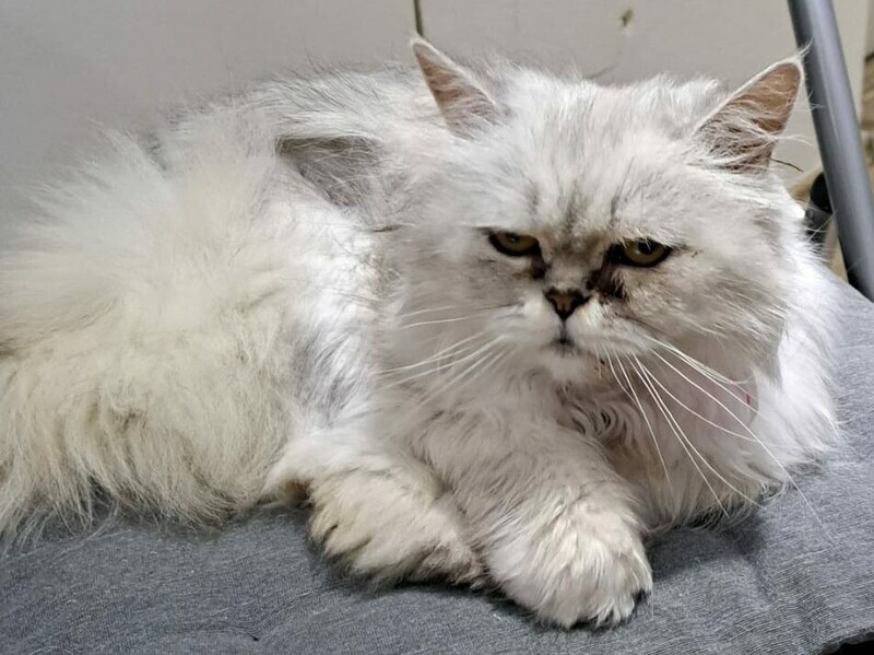 Shirin will sich in Ihr Herz schnurren (Bild: Katzenfreunde)