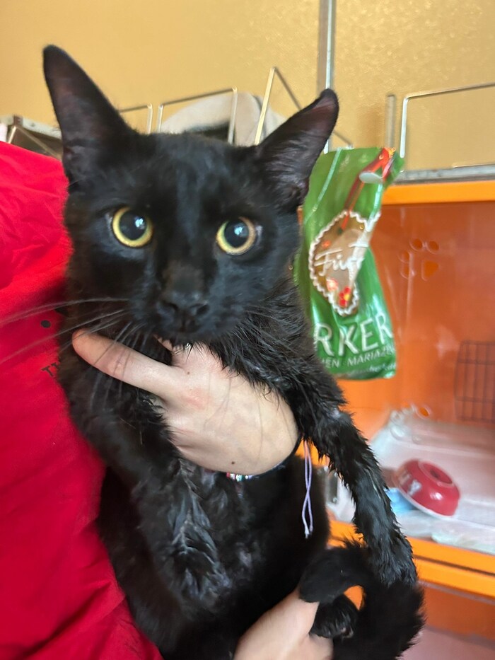 Dieser schwarze Kater hatte Glück im Unglück