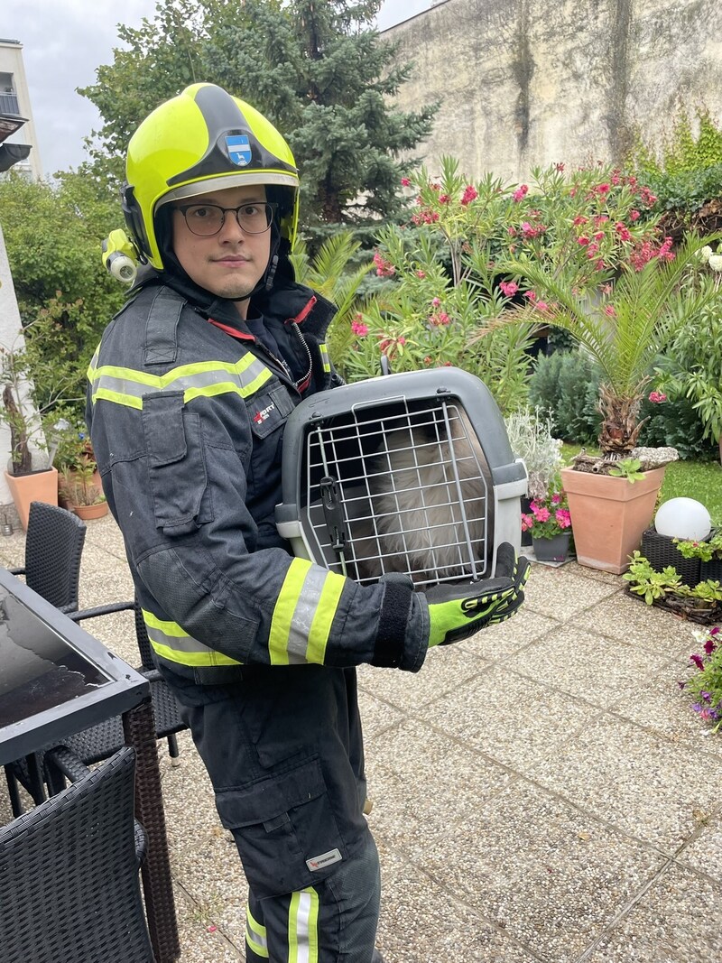 Für dieses Kätzchen ging es hoch hinaus (Bild: Freiwillige Feuerwehr Maria Enzersdorf)