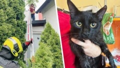 Gerettete Katzen: Mit Leiter von Baum geborgen, von ÖAMTC-Techniker im Pkw-Motorraum entdeckt. (Bild: Tierschutz Austria, Freiwillige Feuerwehr Maria Enzersdorf, Krone KREATIV)