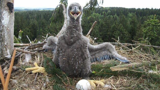 Durch intensive Bemühungen konnte sich der Bestand an Seeadlern wieder erholen. (Bild: APA/WWF/BJOERN BECKMANN)