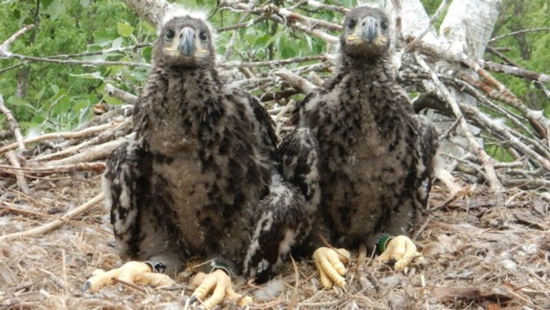 Das Wappentier Österreichs galt im Jahr 2000 noch als ausgestorben. (Bild: APA/WWF/BJOERN BECKMANN)