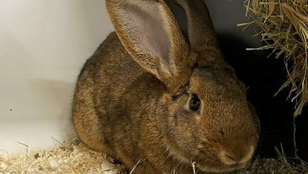Kaninchen Merlin (Bild: Tierschutzheim Vorarlberg , Krone KREATIV)