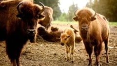 Das Mutterglück blieb einer Bisonkuh in der Steiermark verwehrt (Symbolbild).