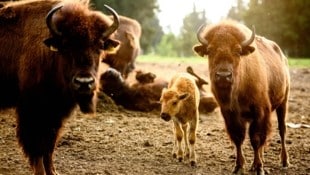 Die Bisons fühlen sich hier im Waldviertel pudelwoh.