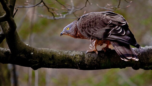 Tausende Wespenbussarde werden sich auf den Weg in den Süden machen. Wissenschafter werden im Naturpark Dobratsch ihre Zelte aufschlagen, um die Vögel zu zählen. (Bild: Zmölnig)