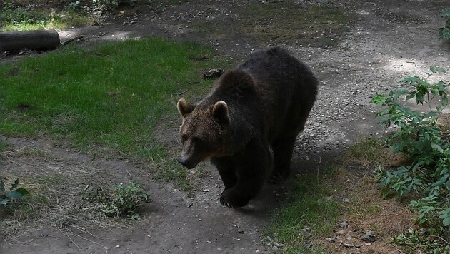 Im Trentino (Italien) könnte künftig die Tötung von bis zu acht Bären pro Jahr erlaubt sein. (Bild: P. Huber)