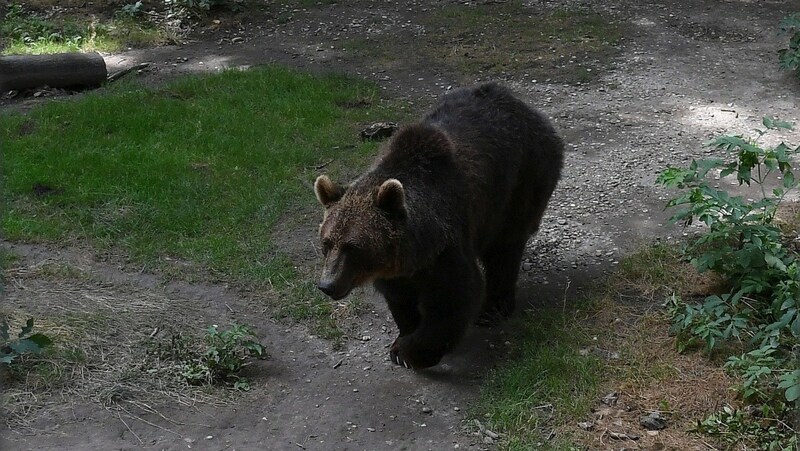 Ein Braunbär (Archivbild) (Bild: P. Huber)