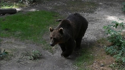 Im Trentino (Italien) könnte künftig die Tötung von bis zu acht Bären pro Jahr erlaubt sein. (Bild: P. Huber)