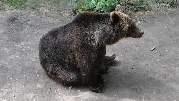 Un ours brun (Bild: P. Huber)