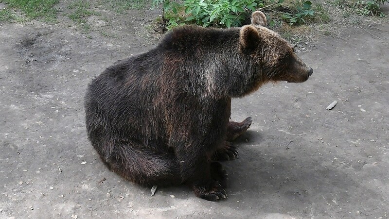 Ein Braunbär (Bild: P. Huber)