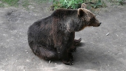 Ein Braunbär (Bild: P. Huber)