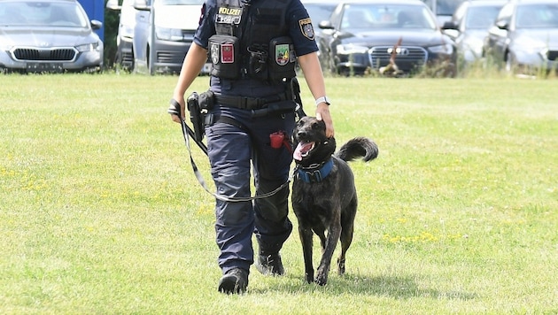 Police service dogs also searched for the woman (symbolic image). (Bild: P. Huber)