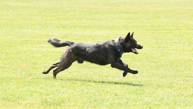 Der nicht angeleinte Hund löste im Briten Panik aus (Symbolfoto) (Bild: P. Huber)