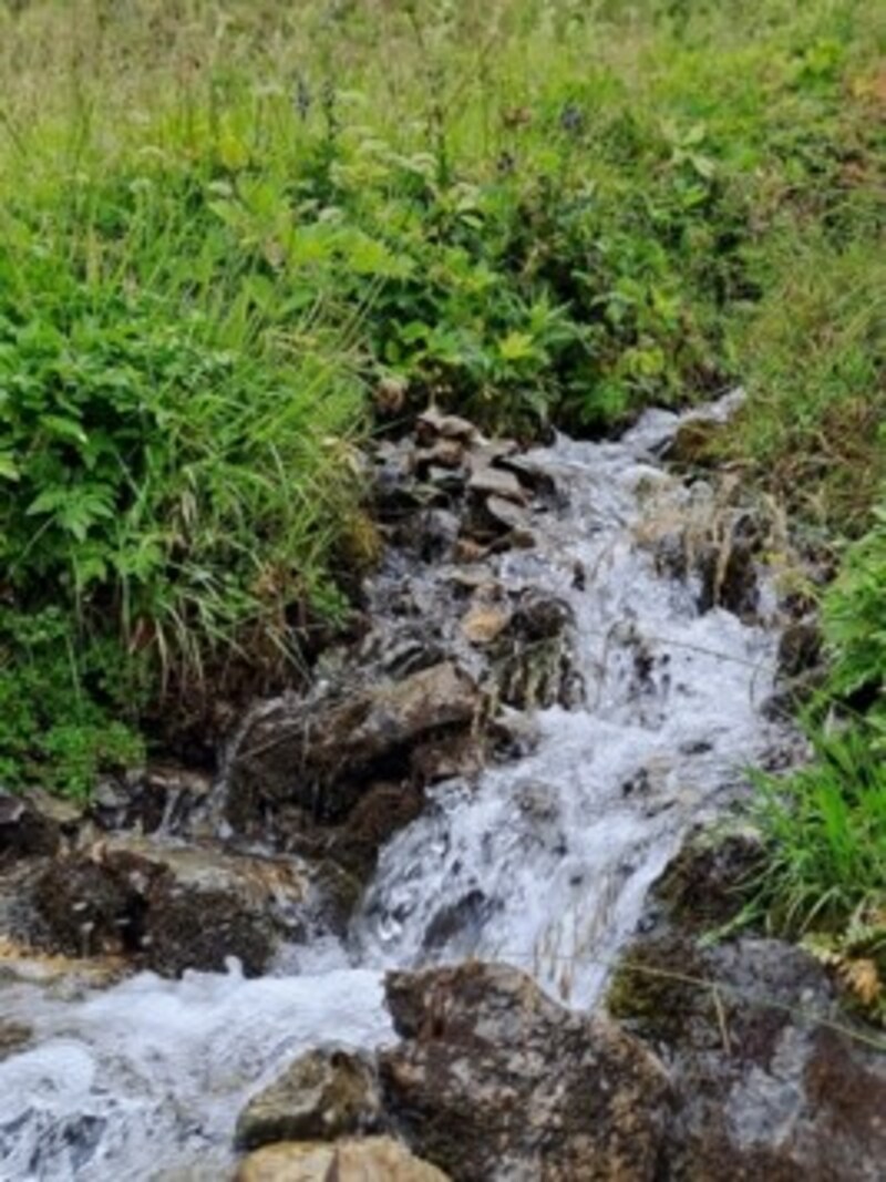 Ein Wiesenbach (Bild: Bergauer)