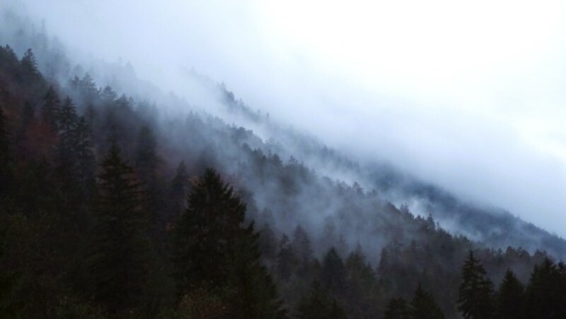 Wolkenverhangener Wald (Bild: Bergauer)