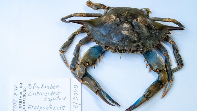 Blue crabs have caused fishing damage of more than 100 million euros in Italy. (Bild: APA/dpa/Stefan Sauer)