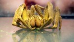 Das Gift der Bananenspinne - hier ein Exemplar auf der Uni München - kann schmerzhafte Dauererektionen verursachen. (Bild: APA/dpa/Peter Kneffel)