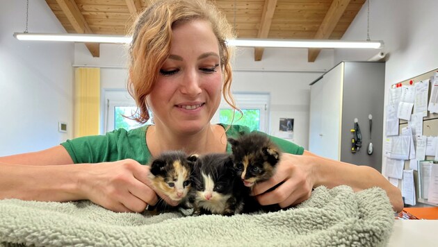 Katrin Hofbauer vom Kremser Tierheim kümmerte sich kurz nach dem schrecklichen Fund um die „entsorgten“ Kätzchen. (Bild: Tierheim Krems)