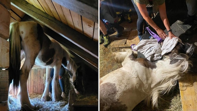 Eine nicht alltägliche Tierrettung hat sich in Waiern abgespielt. (Bild: www.pferdedocs.at)