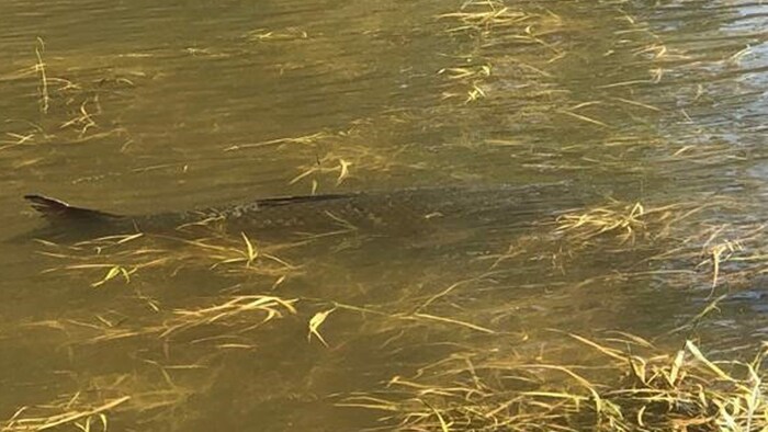 Die Wildkarpfen sind im überfluteten Feld gefangen.