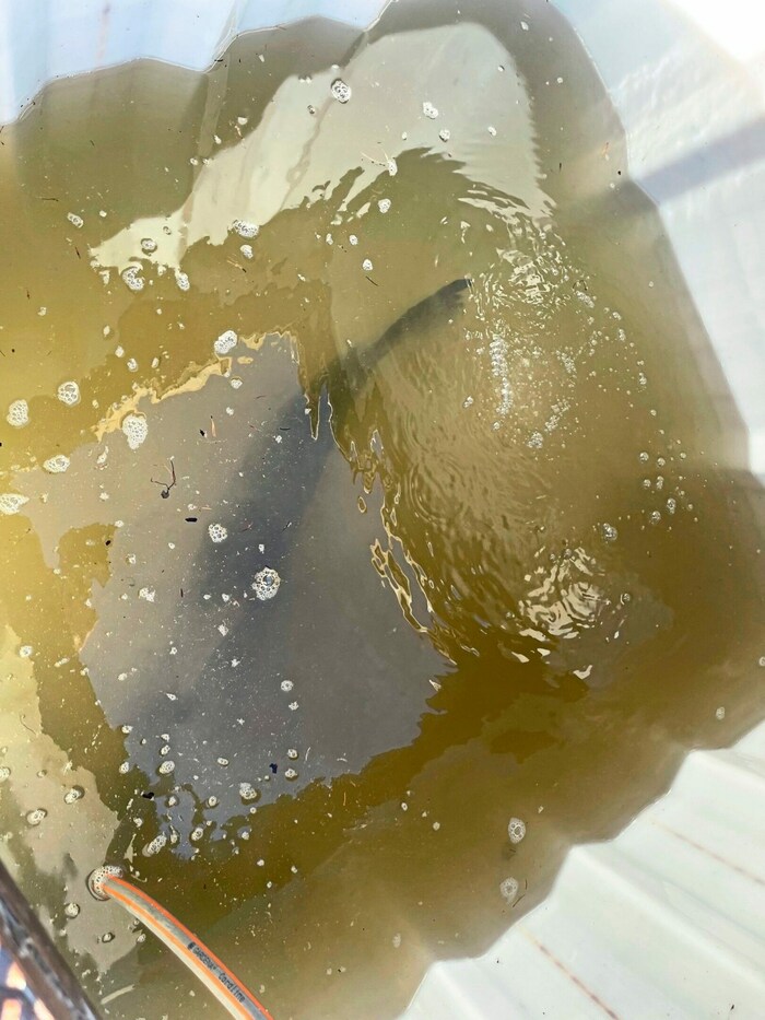 Im Wassertank wird der Fisch zum See gebracht.