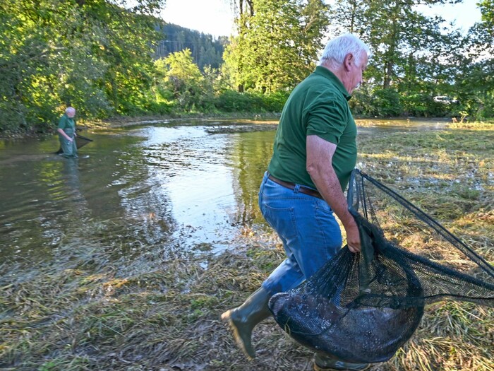 Der erste Wildkarpfen wird geborgen.