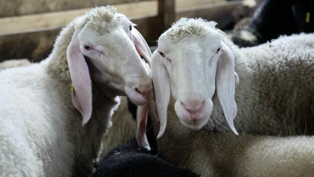 Die Schafe wurden mit einem Schnitt getötet. Ohne Betäubung ließ man sie dann ausbluten, so die Anklage. (Bild: Christof Birbaumer)