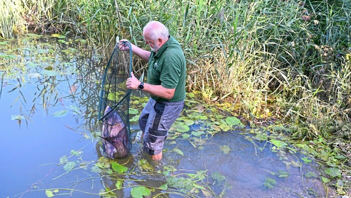 Der Wildkarpfen wird im Netz zum See gebracht.