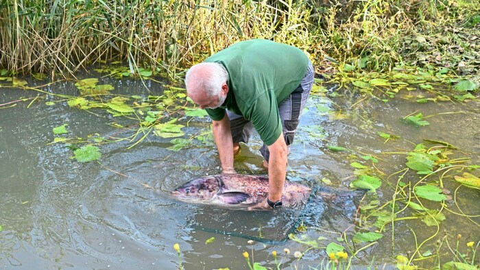Ein kurzer Halt des prächtigen Fisches.