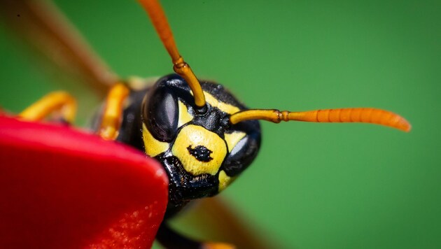 Bienen- und Wespenstiche können manchmal zu lebensbedrohlichen Situationen führen. (Bild: Scharinger Daniel)