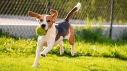 Derzeit wird bei Gericht geklärt: Wie sehr darf ein Hund auf einer Hundewiese herumtollen? (Bild: stock.adobe.com)