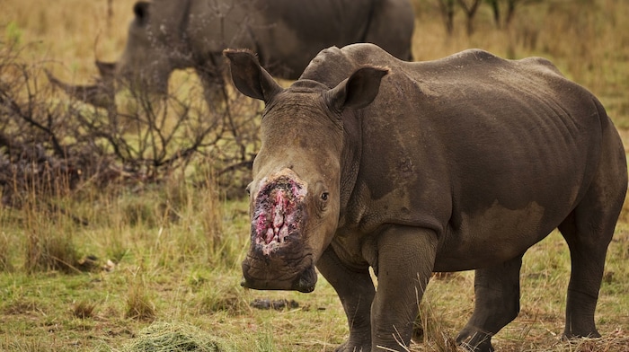 Erschütternder Auszug der wegen ihrer Körperteile gewilderten raren Tiere! Besonders grausam: ...