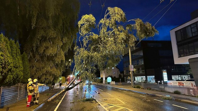 Zahlreiche Bäume landeten in den Oberleitungen der O-Busse. (Bild: Markus Tschepp)