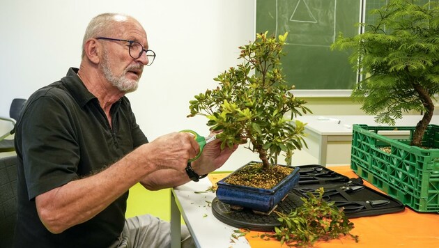 Der Bonsai fasziniert auch viele Tiroler. (Bild: Bildagentur Muehlanger)